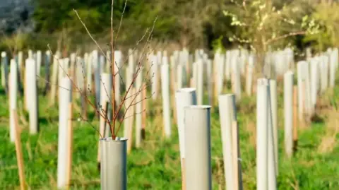 New trees in protective casings in a field close together.