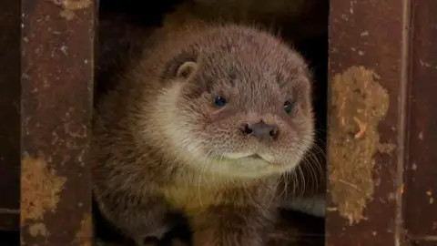 Brown otter, walking out of a cage.