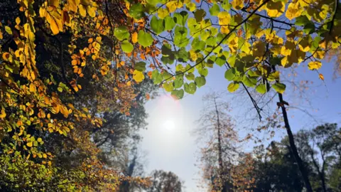 WeatherWatcher/Nix-Nox A view from below looking upwards towards a beautiful blue sky, through some autumnal-coloured leaves, which are bathed in sunshine.