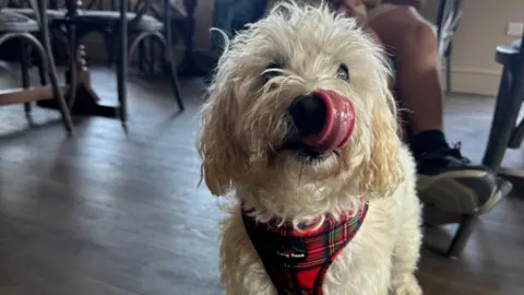 The Pleasure Boat Inn White dog in a pub