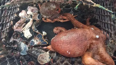 The image shows a crab pot with a number of broken crab and lobster shells. There is a large orangey-brown octopus in the pot. 