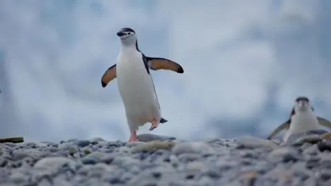  © WWF-Aus / Chris Johnson A chinstrap penguin (Pygoscelis antarcticus) balancing on one foot, Antarctic Peninsula, January 2018.