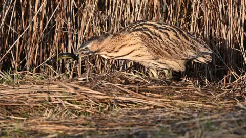 A bittern is eating an eel. It is a brown and white bird in a reed bank and very well camouflaged.