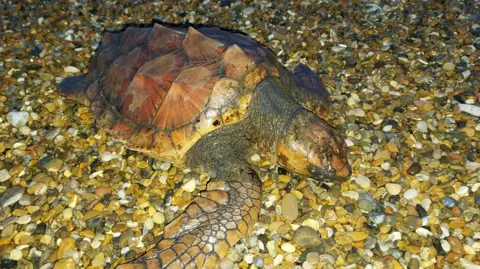 A turtle is on a pebbly beach. It has a spikey shell and one flipper is extended.