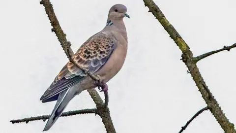 An oriental turtle dove perched on tree branch