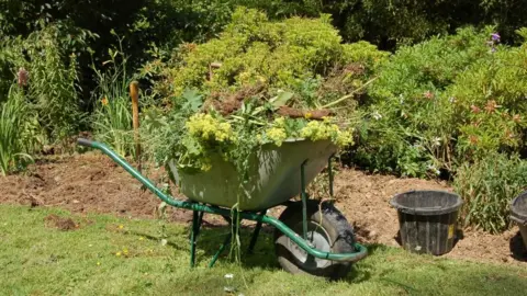 Andy Lloyd BBC A silver and green wheelbarrow, with a black wheel, loaded with garden debris. Green bushes are in the background and grass in the foreground. A black bucket sits to the right of the wheelbarrow and a wooden garden fork has been pushed into nearby soil.