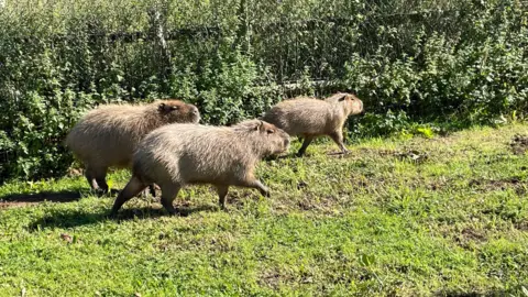 Cinnamon's parents and twin brother. The three are in an enclosure near some bushes