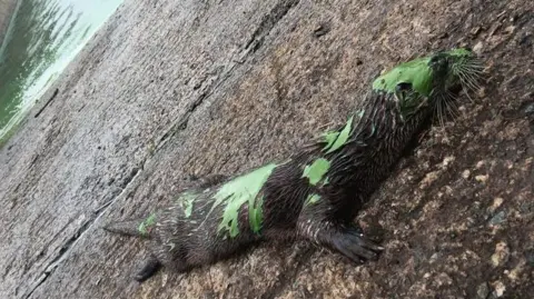 Love Ballymena A dead otter lies on concrete in front of a body of green-coloured water. the animal has green sludge on i's body. 