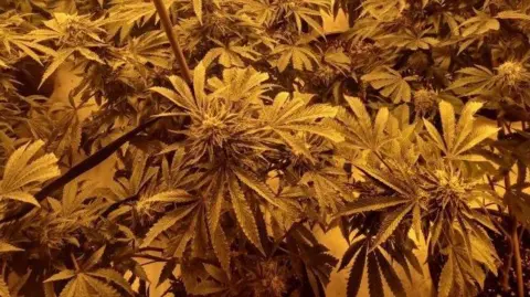West Mercia Police Cannabis farm in Redditch