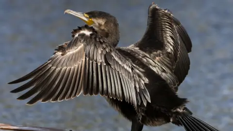 Chris Shelbourn A cormorant (a black bird) looking upwards with water from a pond behind it 
