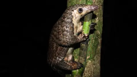 Charles Emogor A pangolin clinging to a tree branch against a tree trunk, side on. The mammal has a long pointed nose and round eye. Its under belly is creamy coloured, while the top of its head and the majority of its torso and legs are covered in layers of dark scales