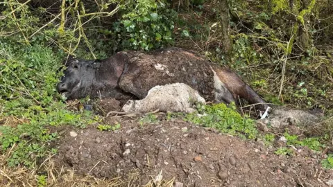 The bodies of a cow and two sheep are visible from far away, lying in a thickett