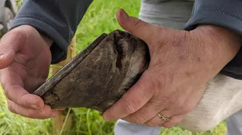 RSPCA Person holding the hoof of horse in need of care