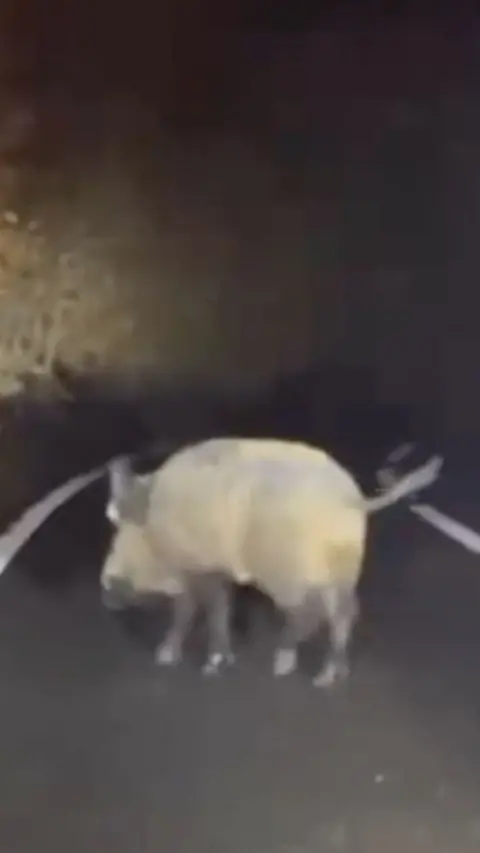 A wild boar on a road at night