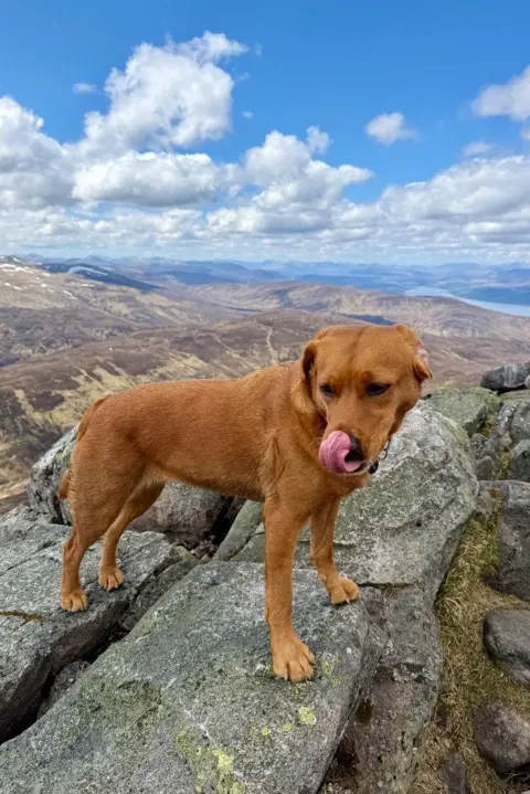 David Hay A brown dog with its tongue out at the top of a hillside, with a vast expanse of hills and water in the distance.