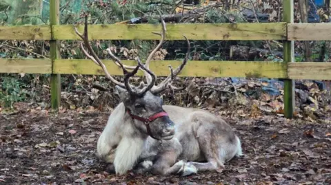 A reindeer lying down in its enclosure.
