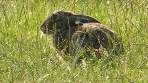 Tarquin Pentecast A brown furry hare sits grazing in a green field of grass. The hare has big hazel eyes and has its ears folded back.