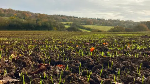 close up image showing young green shoots sprouting through rich dark soil, with tree lined hills in the distance. 