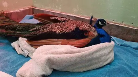 RSPCA Peacock