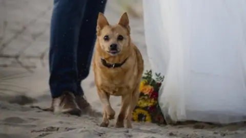 Bethany Short Dog in between bride and groom with sunflowers on the skirt