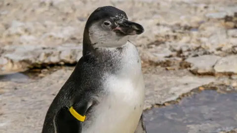 Birdland Park & Gardens A young Humboldt penguin, which is dark grey with a white belly and white cheeks, stands on a rocky surface