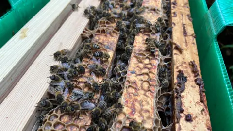 Many bees clinging to an active wooden hive.