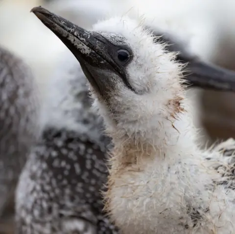 Getty Images The chick has fluffy, slightly dirty, white feathers and a long grey beak.