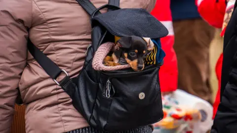 PA Media A tiny black and tan puppy is poking its head out of a woman's backpack.
