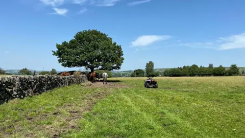 A go-kart sits within a green field next to horses sheltering underneath a large tree. The sky is bright blue with only a few clouds in the sky.