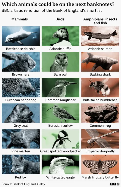 Graphic titled “Which animals could be in the next banknotes?” showing a BBC artistic rendition of the Bank of England shortlist. The image is arranged in three columns—Mammals, Birds, and Amphibians, insects, and fish—with stylised, engraved-style illustrations of UK wildlife. Mammals include bottlenose dolphin, brown hare, European hedgehog, grey seal, pine marten, and red fox. Birds include Atlantic puffin, barn owl, common kingfisher, Eurasian curlew, great-spotted woodpecker, and white tailed eagle. The third column features Atlantic salmon, basking shark, buff tailed bumblebee, common frog, emperor dragonfly, and marsh fritillary butterfly. Source credited to Bank of England and Getty, with BBC branding.