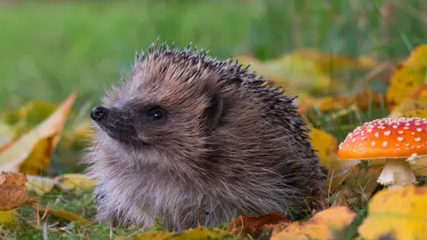 Getty Images Hedgehog