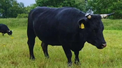 Kent Wildlife Trust A large black cattle stood in a field of green grass.