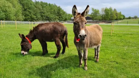 The Donkey Sanctuary Two of the donkeys at the Sanctuary in Leeds.