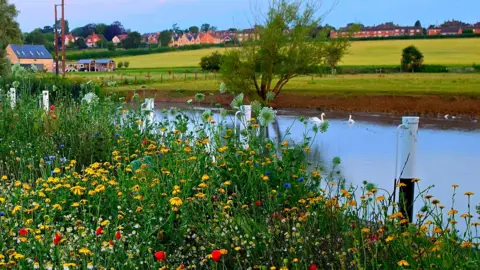 Alfie Cole/Weather Watchers A river near Thrapston with wild flowers shown in the foreground.