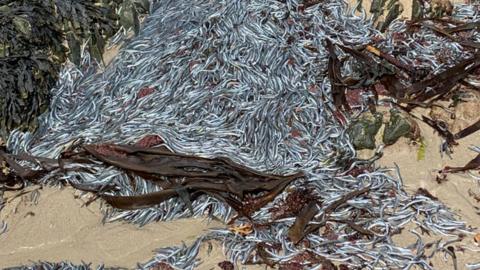 Dead eels on beach in Jersey