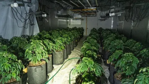 SUSSEX POLICE Several green cannabis plants being grown inside a building in Sussex. Plastic sheets are on the ground and hanging from the ceiling, and a fan and lights also hang from the ceiling.