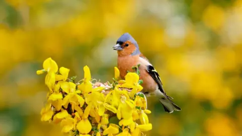 Alex Mackintosh A chaffinch sits on yellow broom trees with blurred yellow foliage in the background