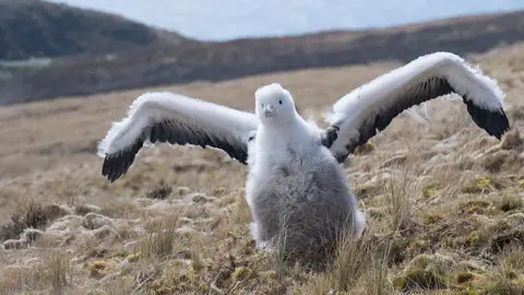 Terres Australs at Antarctaqy spreads his wings while standing in the grass on the island of Amsterdam albatros. 