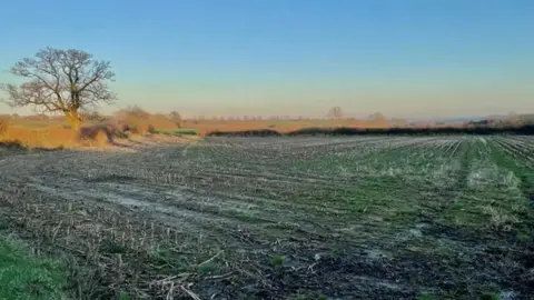 A field of stubble in misty sunlight with a bare tree on its perimeter and trees in the distance on the horizon
