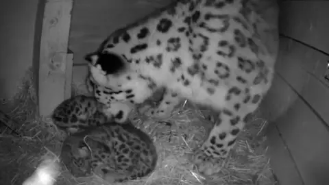 Black and white photo of snow leopard standing up and looking at twin cubs in their den. They are lying down on straw. 