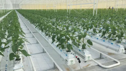 Lea Valley Growers’ Association A large greenhouse with a display of green crops are lined on a large hydroponics system.