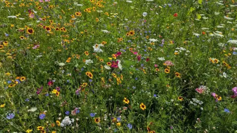 A colourful wildflower meadow with mixed blooms and tall green grasses.