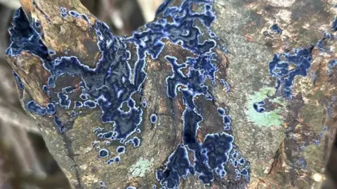 Bright blue fungus Cobalt Crust growing on a piece of tree. The sighting was in Onchan, on the Isle of Man.