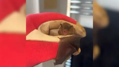 A bat with moth open and teeth showing being held in a red and white glove.
