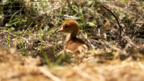 A picture of the crane chick, which is yellow-brown and fluffy. It is standing next to a wire fence.