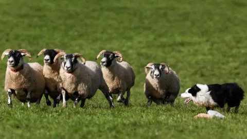 Getty Images Five sheep running in a field, with a sheepdog to their right