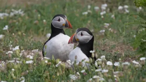 Two puffins on Skomer Island on the ground surrounded by grass and flowers.