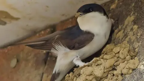 A house martin perched on a half-built mud nest attached to the side of a building