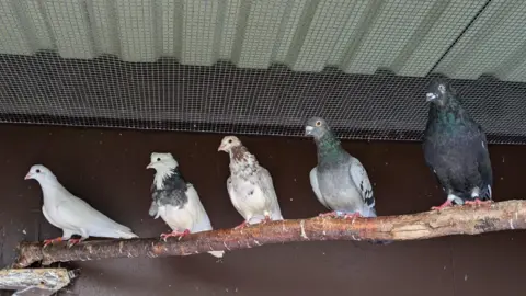 Five pigeons of various colours are perching on a branch which is positioned inside an enclosure with a mesh wire.