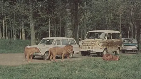 Longleat Vehicles from the sixties drive through the Longleat lion enclosure as two lions walk by and one lies on the grass by the side of the road. There are a number of trees in the background. The vehicles are estate cars and camper vans from the era.